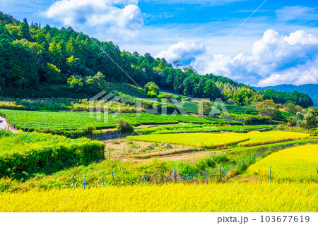 宇治茶の里 茶畑と黄金色の田圃 宇治茶の里 茶畑と黄金色の田圃 103677619