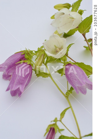 白と紫のホタルブクロの花 白と紫のホタルブクロの花 103677628