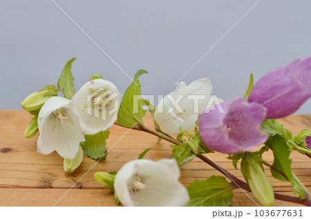 紫と白のホタルブクロの花 103677631
