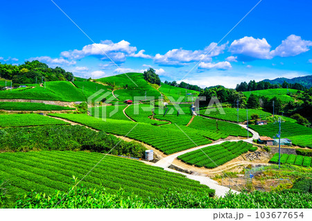 宇治茶の里 石寺の茶畑 103677654