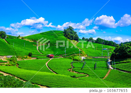 宇治茶の里 石寺の茶畑 103677655