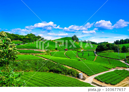 宇治茶の里 石寺の茶畑 103677657