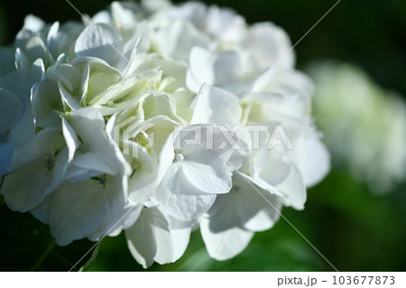 西日を浴びる白いアジサイ(紫陽花) 西日を浴びる白いアジサイ(紫陽花) 103677873