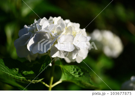 西日を浴びる白いアジサイ(紫陽花) 西日を浴びる白いアジサイ(紫陽花) 103677875