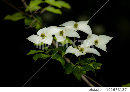 高野花見山のヤマボウシ 103678127