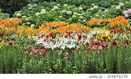 花畑・百合と紫陽花（動画あり） 103678176