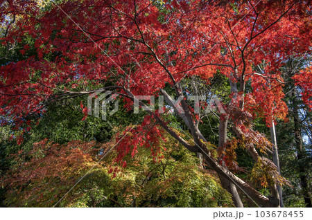 有栖川宮記念公園　秋　紅葉　東京都港区南麻布 103678455