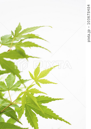 青紅葉 白バック 青紅葉 白バック 103678484