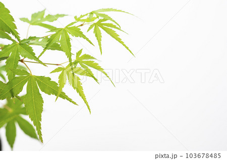 青紅葉　白バック 103678485