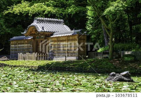 東京都　小石川後楽園　唐門の池（内庭）と睡蓮　国の特別史跡 103678511