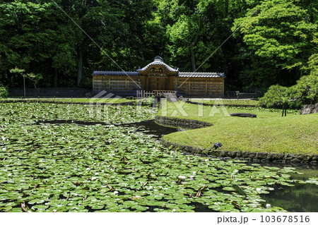 東京都　小石川後楽園　唐門の池（内庭）と睡蓮　国の特別史跡 103678516