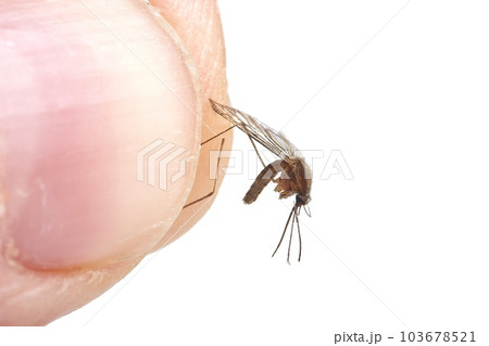 Mosquito dead between human fingers 103678521