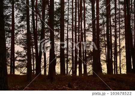 Forest Twilight Background 103678522