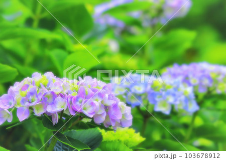 清々しい満開の紫陽花の花 清々しい満開の紫陽花の花 103678912