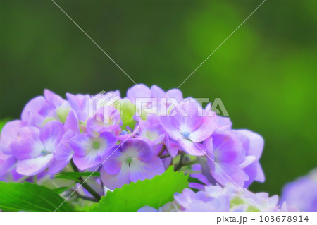 鮮やかな薄紫の紫陽花の花 鮮やかな薄紫の紫陽花の花 103678914