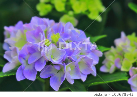 鮮やかなブルーの紫陽花の花 鮮やかなブルーの紫陽花の花 103678943
