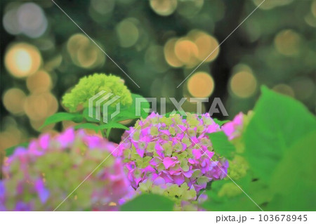 金色の丸ボケと美しいピンクの紫陽花の花 金色の丸ボケと美しいピンクの紫陽花の花 103678945