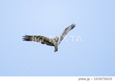 四国最東端の岬上を飛翔するミサゴ 103679020