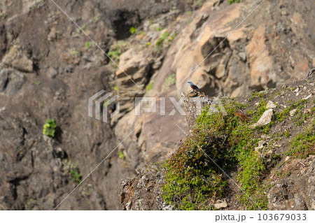 春、岬のピークに止まるイソヒヨドリ雄 春、岬のピークに止まるイソヒヨドリ雄 103679033