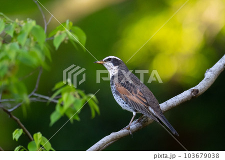 春、渡り前、公園のツグミ 103679038
