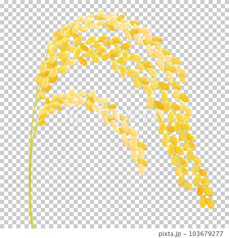 金色稻穗插畫素材特寫 103679277