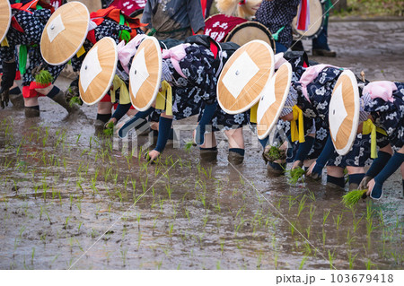 壬生の花田植え 壬生の花田植え 103679418
