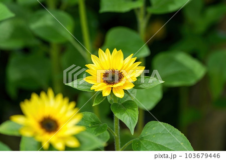 ひっそりと咲く満開のミニヒマワリの花 ひっそりと咲く満開のミニヒマワリの花 103679446