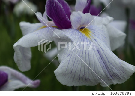 初夏を彩る花菖蒲の花 初夏を彩る花菖蒲の花 103679898