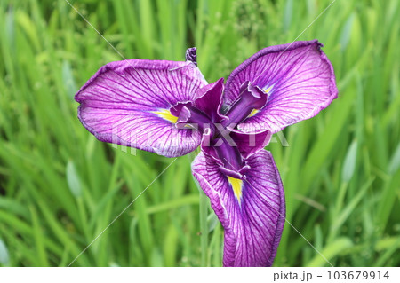 初夏を彩る花菖蒲の花 103679914