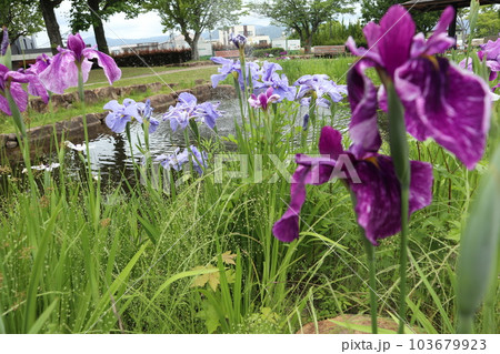 初夏を彩る花菖蒲の花 103679923