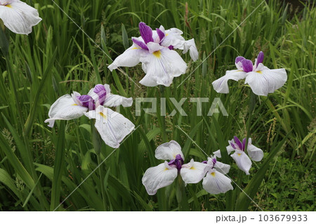 初夏を彩る花菖蒲の花 103679933