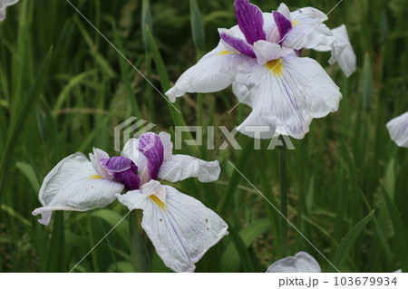 初夏を彩る花菖蒲の花 初夏を彩る花菖蒲の花 103679934