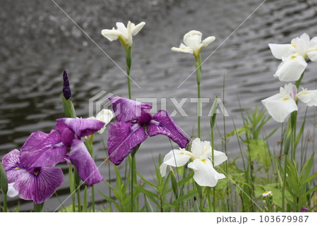 初夏を彩る花菖蒲の花 103679987