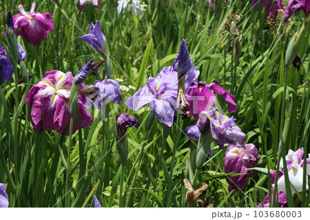 初夏を彩る花菖蒲の花 初夏を彩る花菖蒲の花 103680003