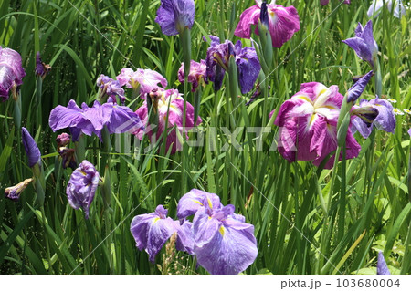 初夏を彩る花菖蒲の花 初夏を彩る花菖蒲の花 103680004