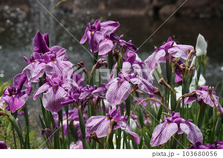 初夏を彩る花菖蒲の花 103680056