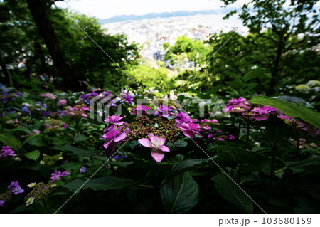 海を見ながら羽を伸ばす紫陽花 海を見ながら羽を伸ばす紫陽花 103680159