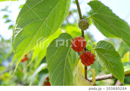 ヒメコウゾ ヒメコウゾ 103680284