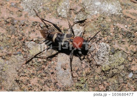 生き物　昆虫　クビアカトラカミキリ、美しいカミキリムシ。大きさは一センチ前後 103680477