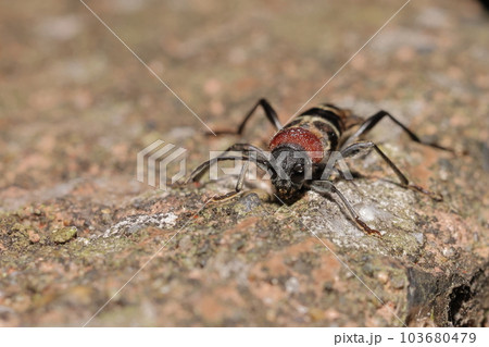生き物　昆虫　クビアカトラカミキリ、五月。自然公園の遊歩道で、こうしてみると結構毛深い 103680479