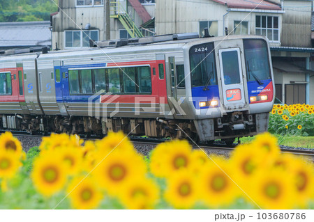 満開のひまわりのそばを走る特急「しまんと」（JR四国） 103680786