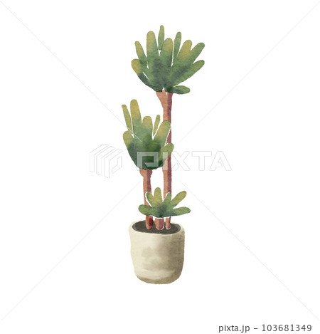 Dracaena 103681349