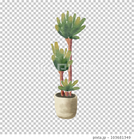 Dracaena 103681349