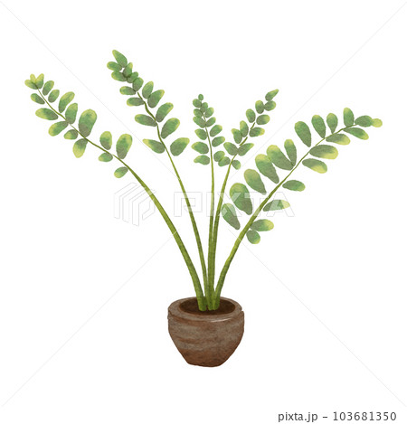 ZZ plant 103681350