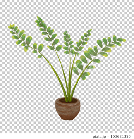 ZZ plant 103681350