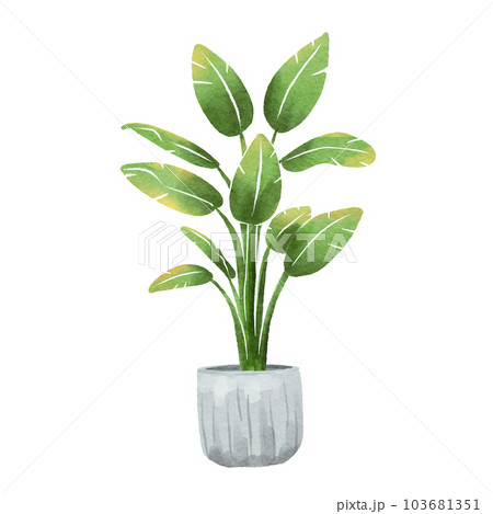 Philodendron 103681351