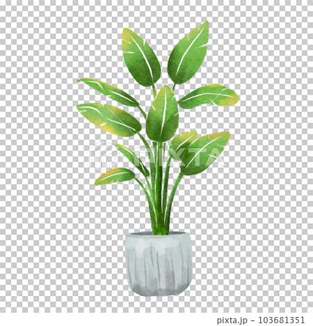 Philodendron 103681351
