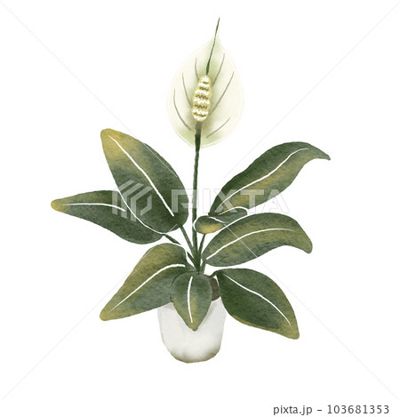 Araceae 103681353