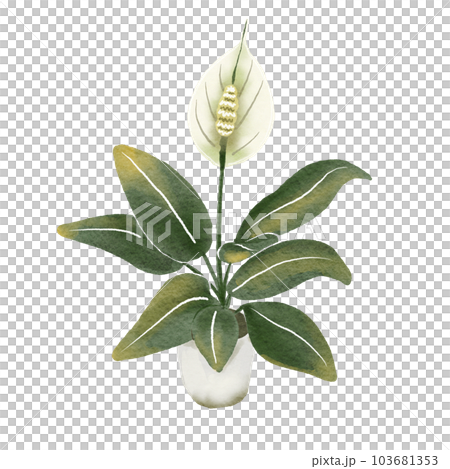 Araceae 103681353