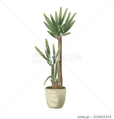 dracaena 103681354